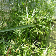 Cyperus alternifolius | Umbrella palm | Marginal Plant